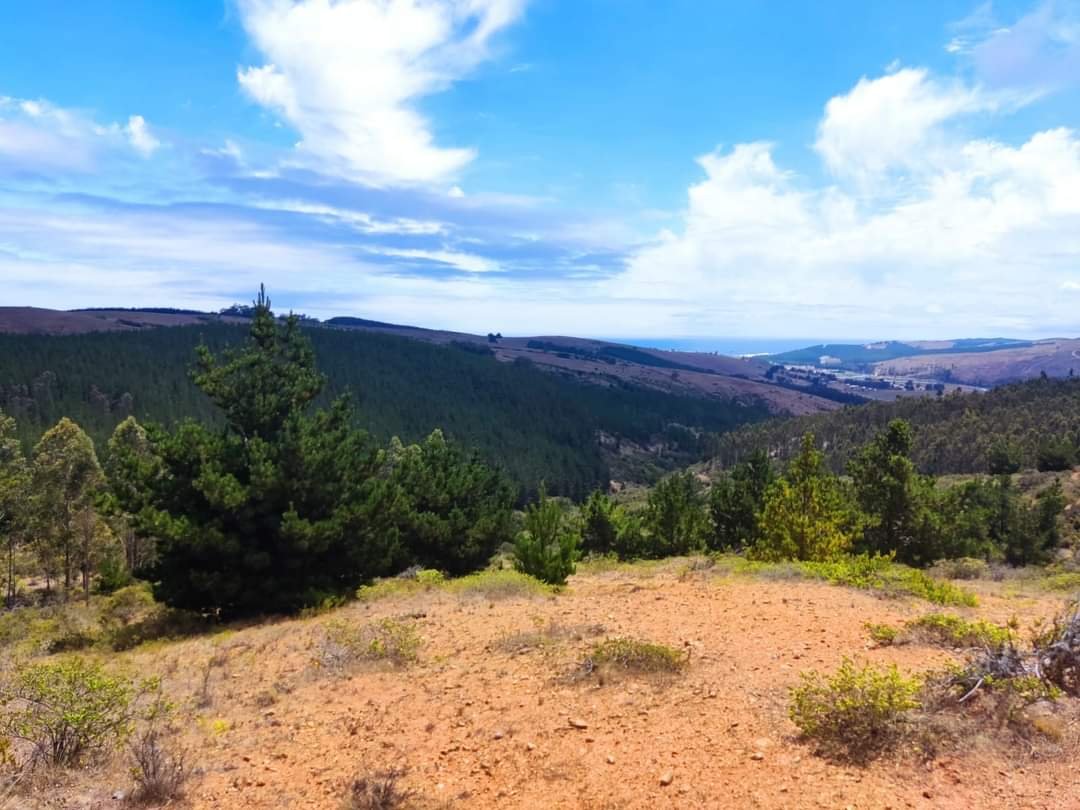 Montañas y vegetación